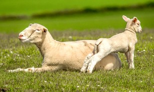 Plocher Schweiz Gesundleben DBB Haustiere Schafe