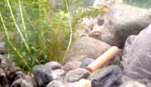 Plocher Schweiz Gesunleben DBB Aquarienstäbli Ton:  Stabilisiert die Aquarien-Wasserqualität